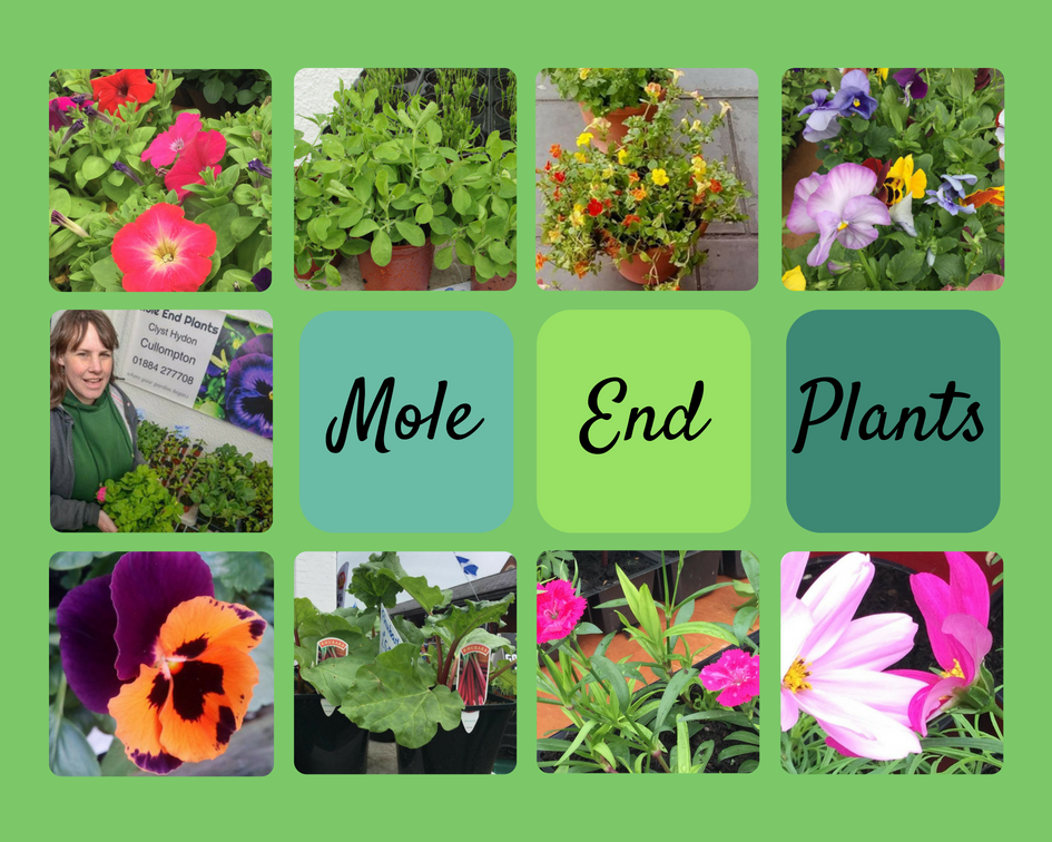 Canva final profile